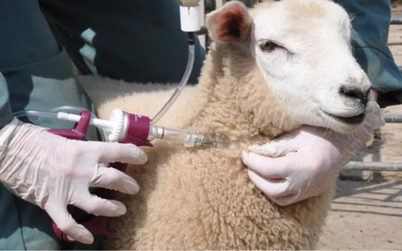 Subcantus Injection Sheep Injectable Ivermectin for Sheep: a Vital Tool for Sheep Farmers ...